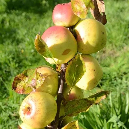 Apple Lord Derby